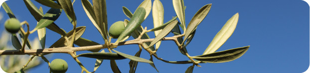 plan-gastronomico-02